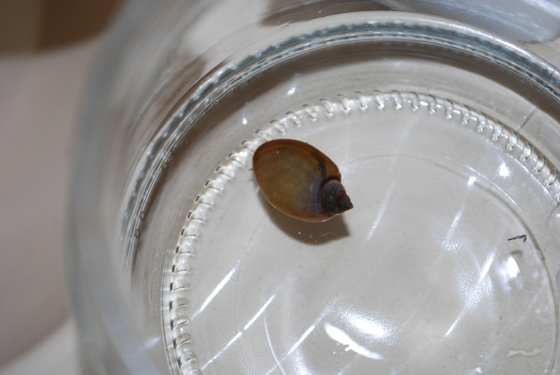 Identification d'escargot Escarg21