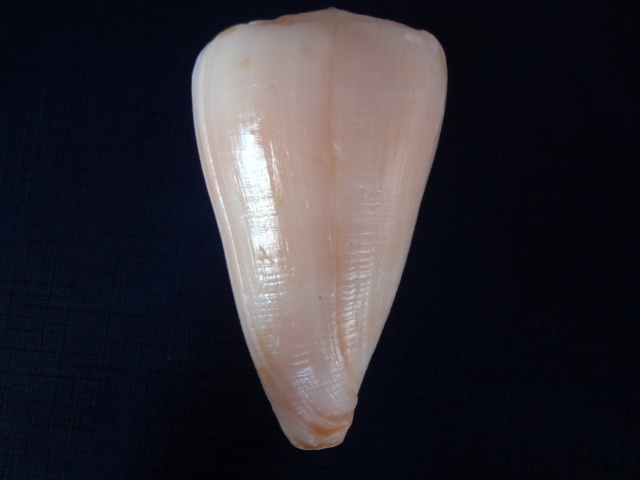 Conus (Conus) crosseanus suffusus  Sowerby III, 1870 P2270010