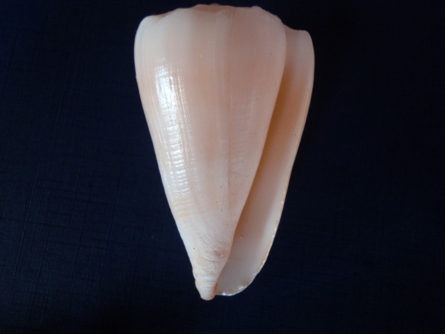 suffusus - Conus (Conus) crosseanus suffusus  Sowerby III, 1870 P2270011