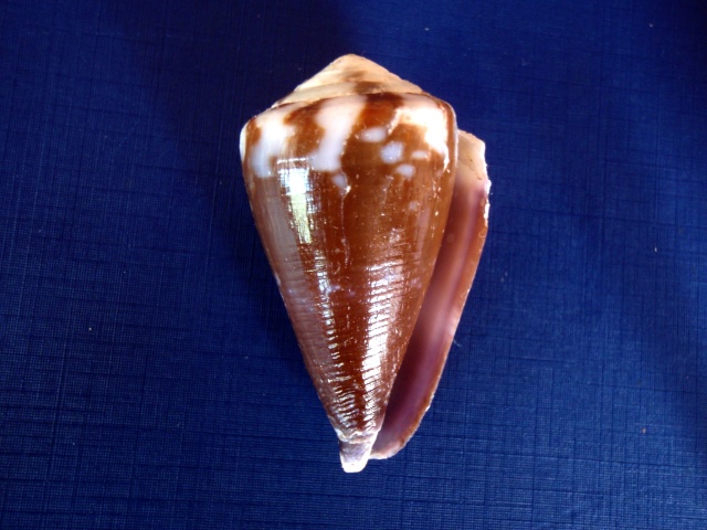 Conus (Rhizoconus) rattus   Hwass in Bruguière, 1792 P2280011