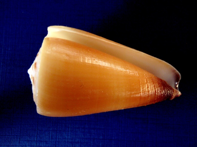 Conus (Strategoconus) ferrugineus  Hwass in Bruguière, 1792 P2280013