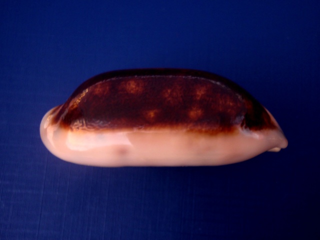 Mauritia scurra - (Gmelin, 1791) - Niger & Pustuleuse P4130012