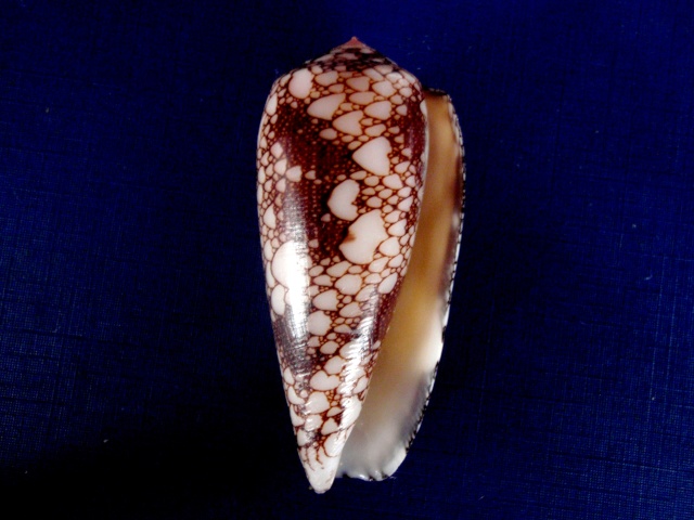 Conus (Darioconus) omaria      Hwass in Bruguière, 1792 P4270013