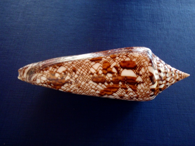 Conus (Cylinder) bengalensis   Okutani, 1968 P4300016
