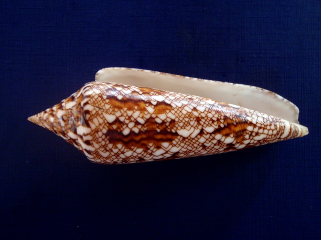 Conus (Cylinder) bengalensis   Okutani, 1968 P4300017