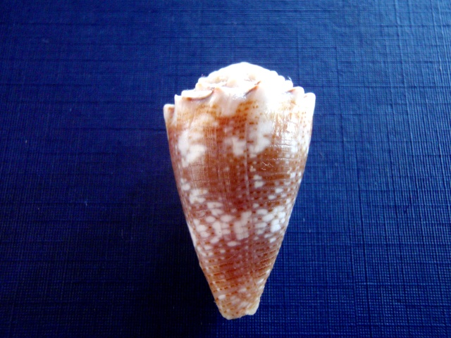Conus (Virroconus) encaustus Kiener, 1845 P5030010