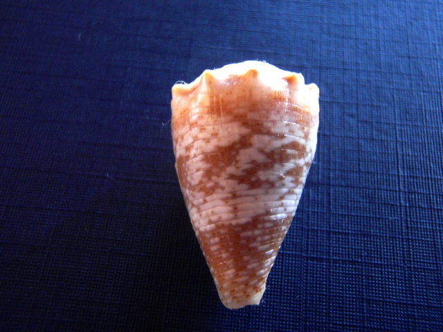 Conus (Virroconus) encaustus Kiener, 1845 P5030012