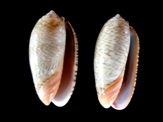 Viduoliva reticulata f. pallida (Dautzenberg, 1927)  - Worms = Oliva reticulata (Röding, 1798) P5080017