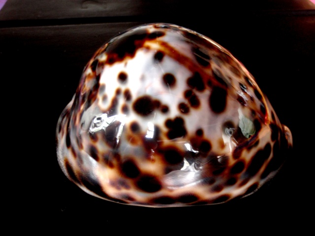 Cypraea tigris tigris Linnaeus, 1758 - Page 4 P5110010