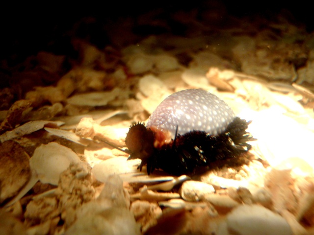 Staphylaea staphylaea staphylaea - (Linnaeus, 1758) P5150016