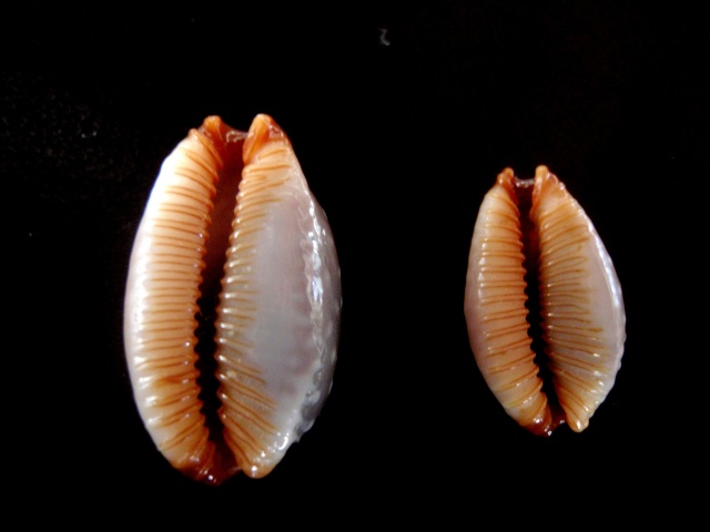 Staphylaea limacina facifer - (Iredale, 1935) P5200012