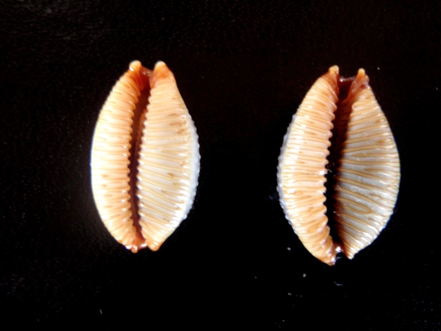 Staphylaea staphylaea consobrina - (Garrett, 1879) P5200014