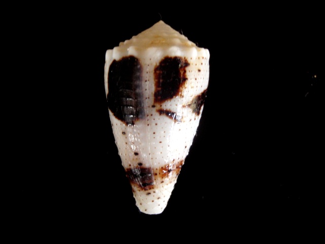 Conus (Strategoconus) varius   Linnaeus, 1758 P5210015