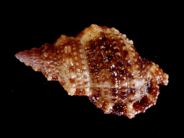 Bursidae Dulcerana granularis (Röding, 1798) P5210017