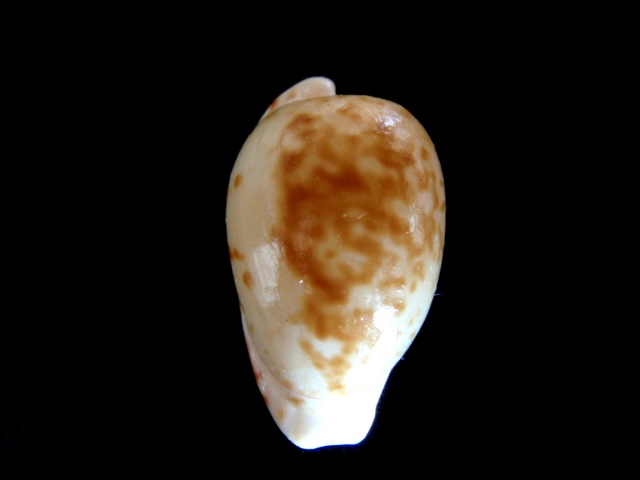 Cypraeovula edentula nahoonensis Lorenz, 1989 P5220016
