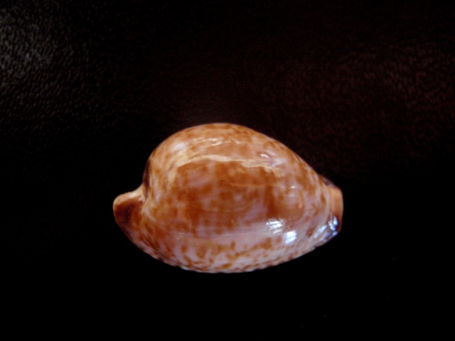 Cypraeovula mikeharti Lorenz, 1985 P5220020