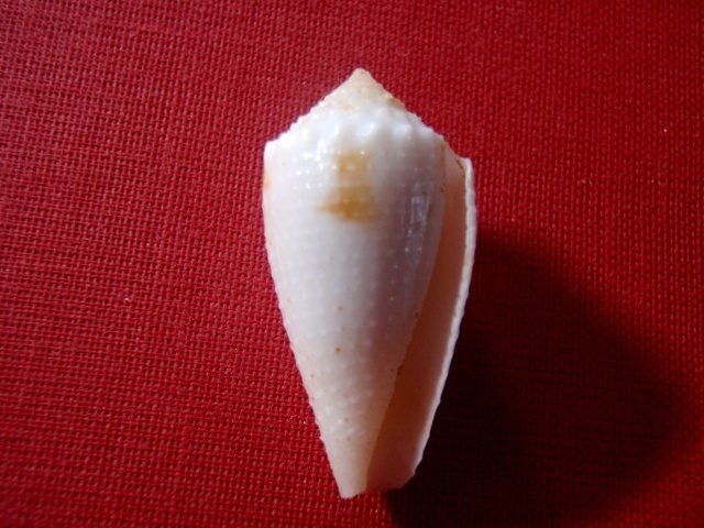 Conus (Strategoconus) varius   Linnaeus, 1758 P5230014