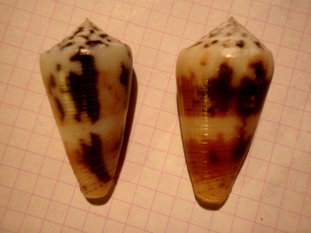 Conus (Pionoconus) circae (Sowerby ll, 1858) voir Conus (Pionoconus) magus P5230017
