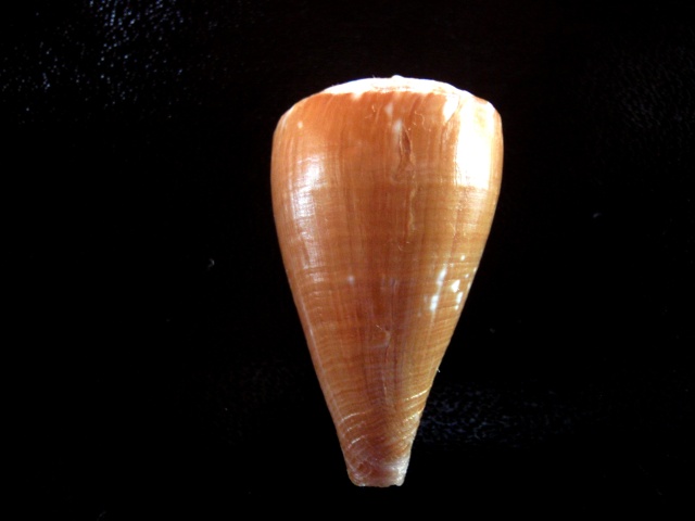 Conus (Rhizoconus) taitensis   Hwass in Bruguière, 1792 P5280010