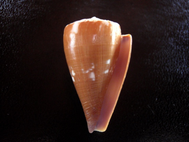 Conus (Rhizoconus) taitensis   Hwass in Bruguière, 1792 P5280011