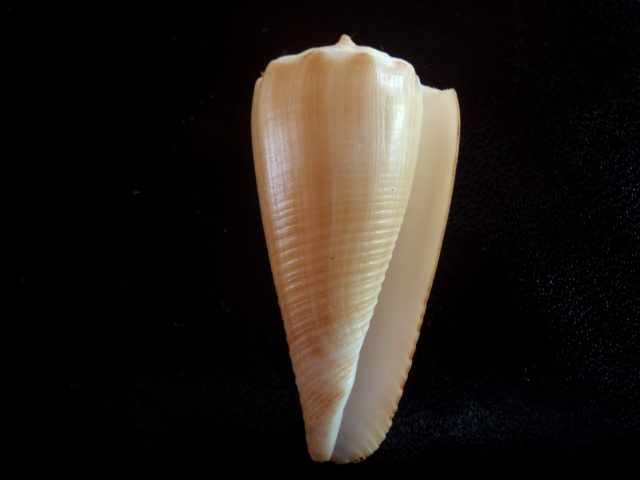 Conus (Asprella) sulcatus (Hwass in Bruguière, 1792) P5280018