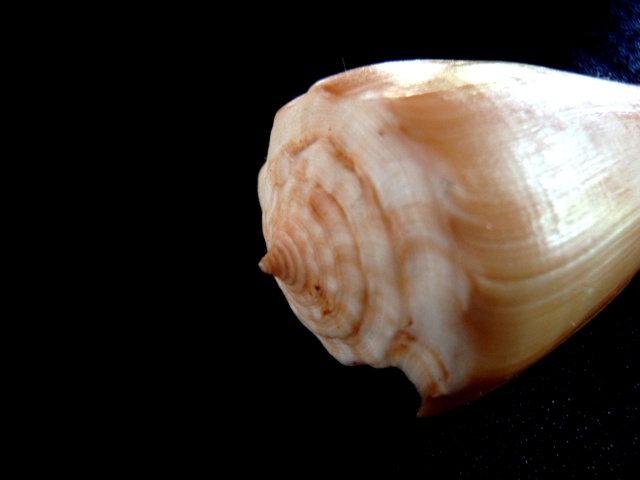 Conus (Asprella) sulcatus (Hwass in Bruguière, 1792) P5280019