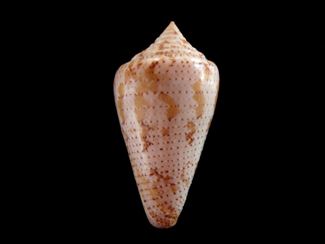 Conus (Stephanoconus) dominicanus   (Hwass in Bruguière, 1792) P5280020