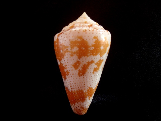 Conus (Stephanoconus) dominicanus   (Hwass in Bruguière, 1792) P5280022