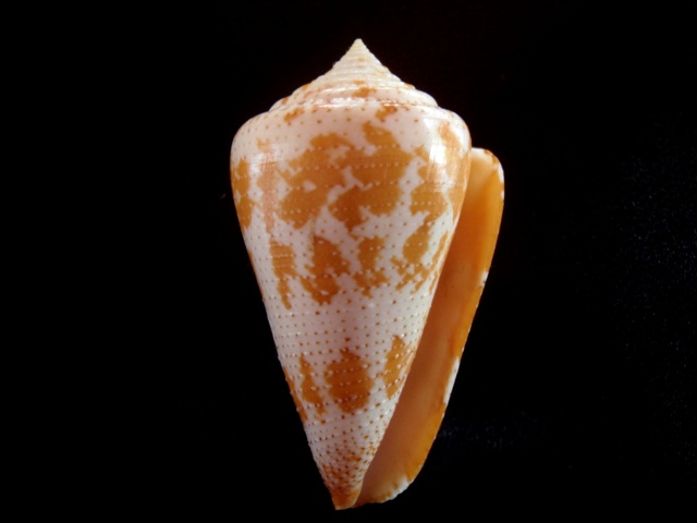 Conus (Stephanoconus) dominicanus   (Hwass in Bruguière, 1792) P5280023