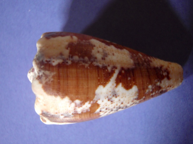 Conus (Stephanoconus) regius   Gmelin, 1791 P5280032