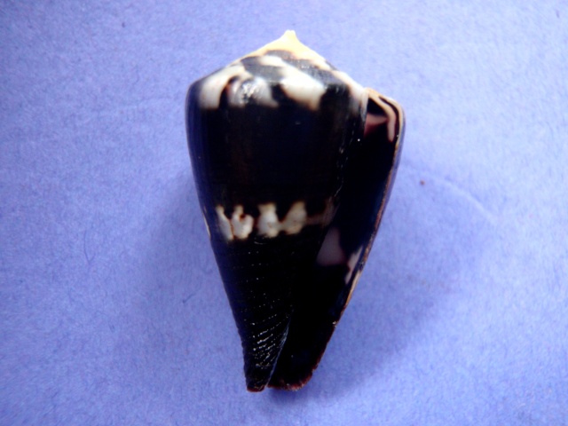 Conus (Rhizoconus) capitaneus   Linnaeus, 1758 P5280035