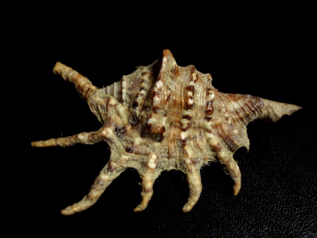 Lambis scorpius - (Linnaeus, 1758) "nain" P5290011