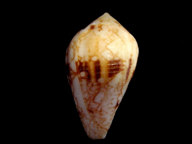 Conus (Cylinder) retifer   Menke, 1829 P5300010