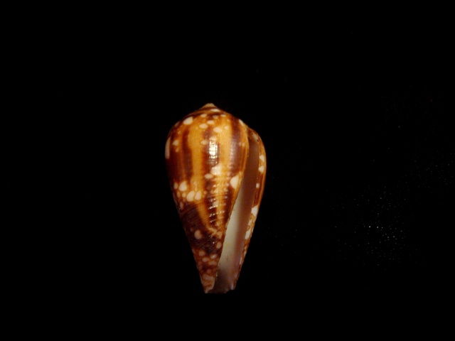 Conus (Cylinder) retifer   Menke, 1829 P5300013