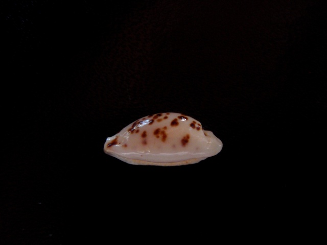 Ransoniella punctata - (Linnaeus, 1771) - Rostrée P6030013