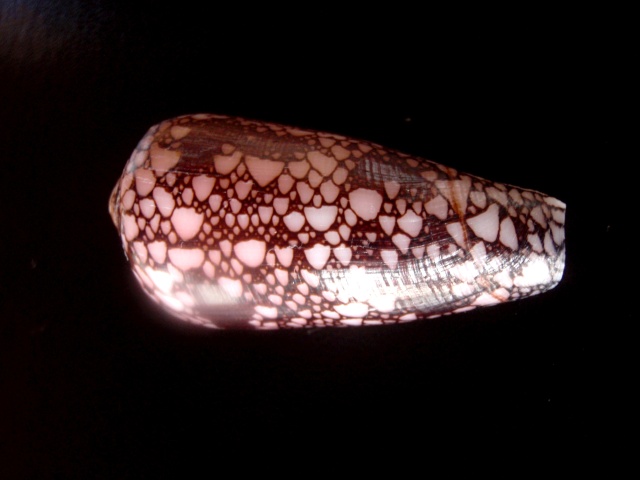 Conus (Darioconus) magnificus Reeve, 1843 P6110016