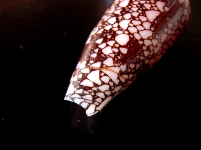 Conus (Darioconus) magnificus Reeve, 1843 P6110017