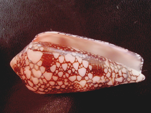 Conus (Darioconus) magnificus   Reeve, 1843 P6110018