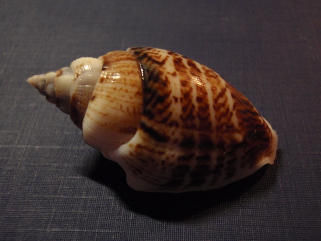 Gibberulus gibberulus gibbosus - (Röding, 1798) P9160013