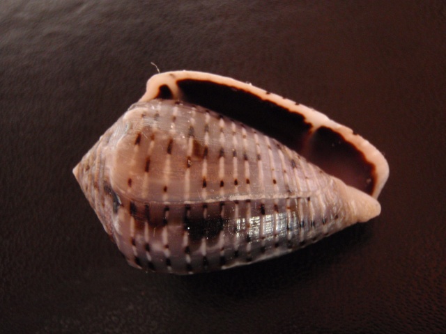 Conus (Virroconus) coronatus Gmelin, 1791 Pa070011