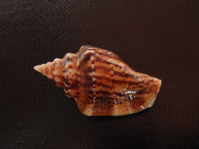 Canarium mutabile zebriolatus (Adams & Leloup, 1938) Pa070014