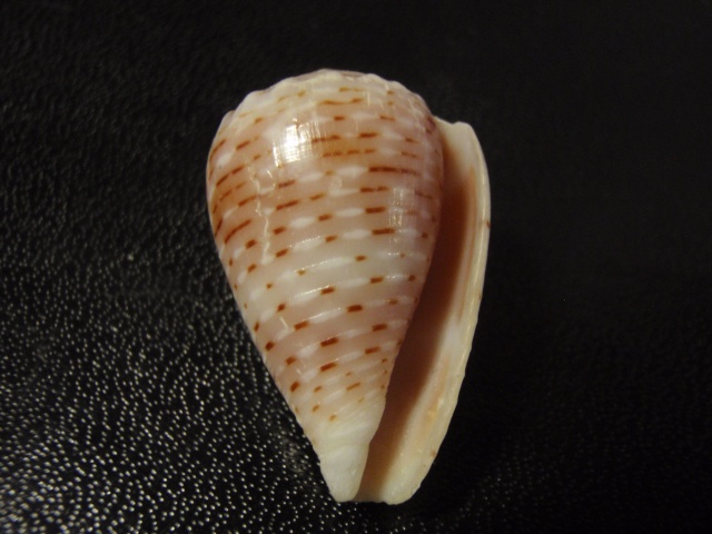 Conus (Virroconus) coronatus Gmelin, 1791 Pa070017