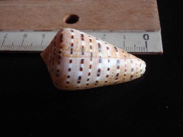  Conus (Kalloconus) genuanus  Linnaeus, 1758 Pa090012