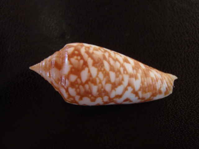 Conus (Phasmoconus) lienardi  Bernardi & Crosse, 1861 Pa100017