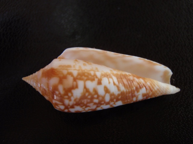 Conus (Phasmoconus) lienardi Bernardi & Crosse, 1861 Pa100018