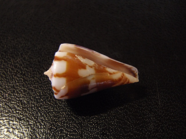 Conus (Splinoconus) capitanellus  Fulton, 1938 Pa240015
