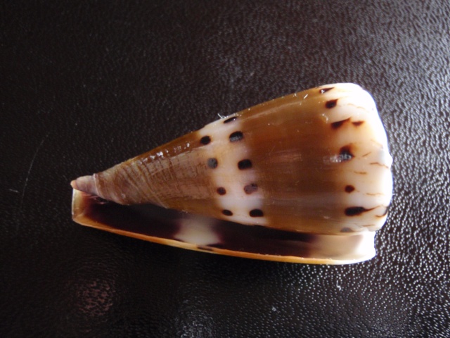 Conus (Rhizoconus) mustelinus  Hwass in Bruguière, 1792 Pa300012