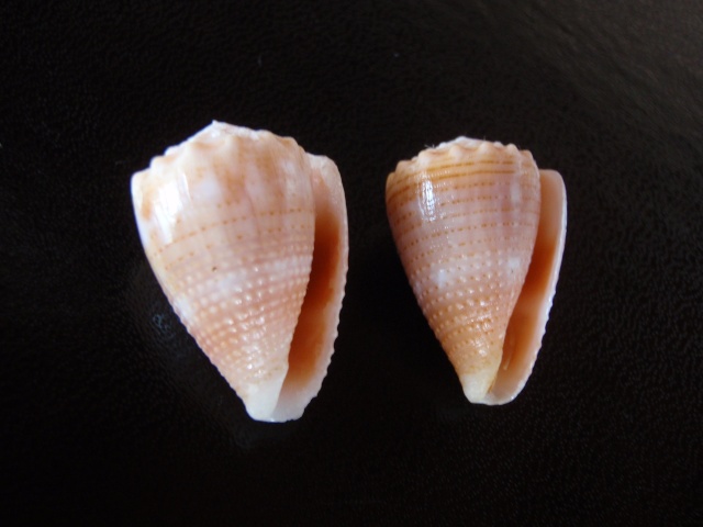 Conus (Virroconus) miliaris Hwass in Bruguière, 1792  Pb020012