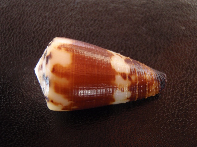 Conus (Strategoconus) planorbis   Born, 1778  Pb020013