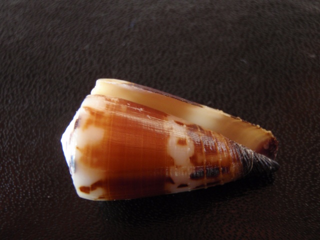 Conus (Strategoconus) planorbis   Born, 1778  Pb020014